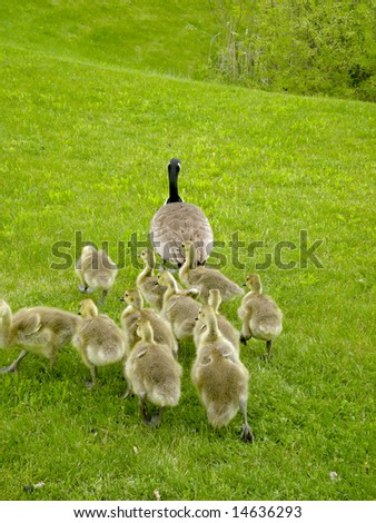 Baby Geese