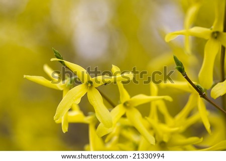 Forsythia, the first sign of spring