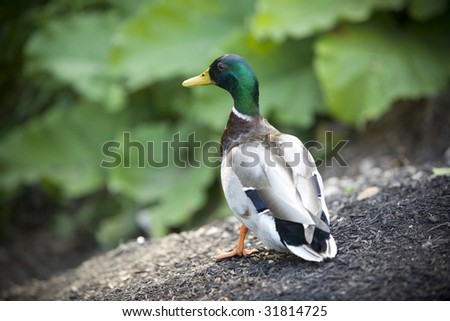 Mallard duck from behind in the woods