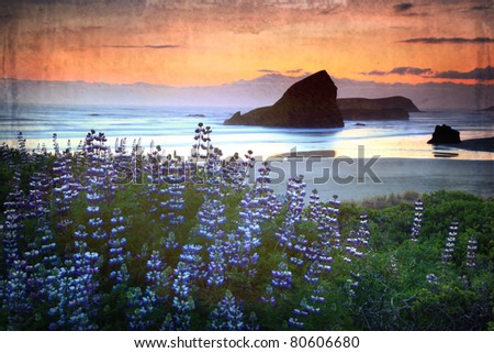 Oregon sunset along the coast with lupine in the foreground and a vintage finish