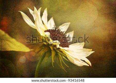 single flower growing outside with lens flare and vintage overlay