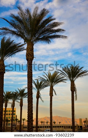 Palm trees and mountains in Las Vegas