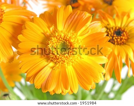 orange flower isolated on solid background