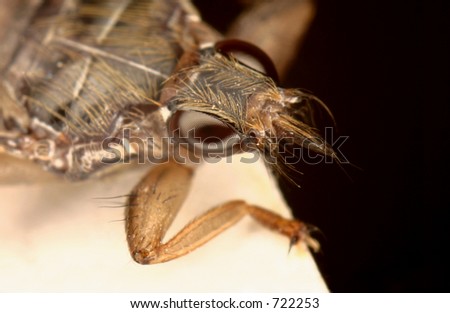 Louse Fly