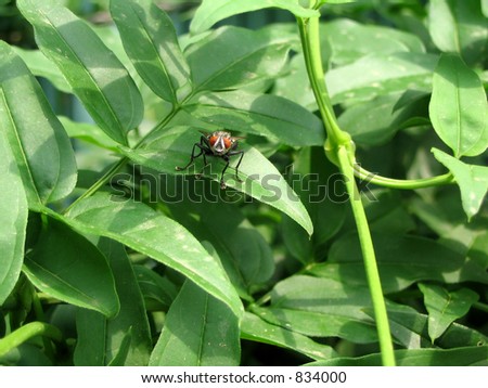 Fly on jasmine plant