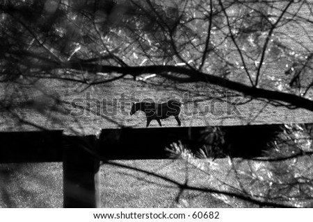 horse pictures black and white. stock photo : Horse in Black