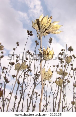 Dried plants reaching for the sky