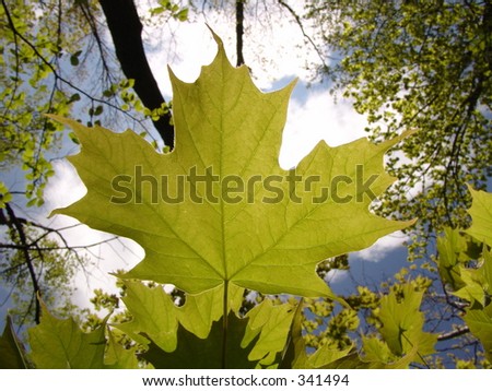 Oh Canada, a maple leaf!