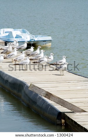 A flock of seagulls stand around waiting for food on a dock at the lake. A pedal boat can be seen in the background.