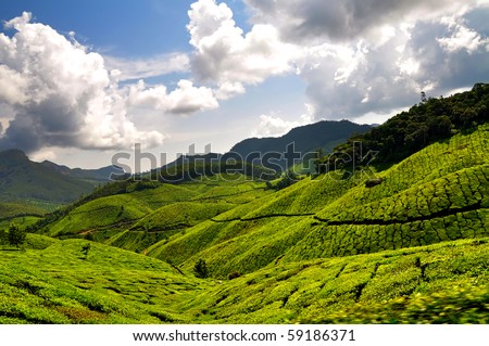 stock photo : Tea plantations. Munnar, Kerala, India