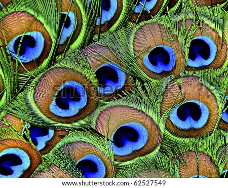 Peacock Feathers Background Stock Photo 62527549 : Shutterstock