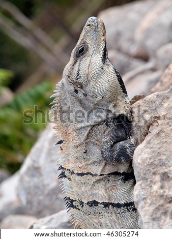 Iguana, hanging on the stones in the ancient Mayan city of Palenque in Mexico