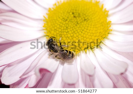 Small bee on a white-light pink chamomile flower, gathering the sweet pollen