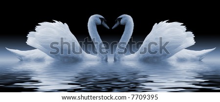 Swans Heart