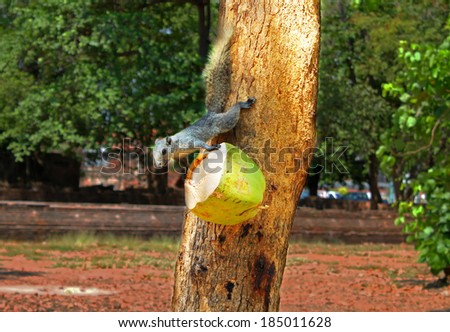 Squirrel or small gong, Small mammals native to the tropical forests at Thailand, Variable squirrel, Pallas\'s squirrel