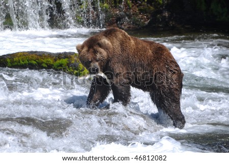 grizzly bear eating salmon grizzly bear eating salmon