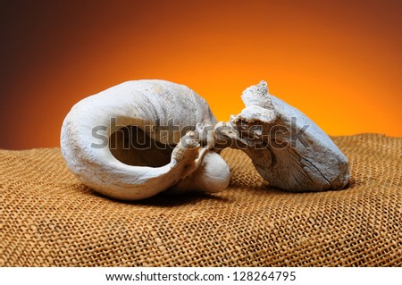 Closeup of the inner ear bone of a California Gray Whale. Bone is resting on a burlap surface with a light to dark warm background.