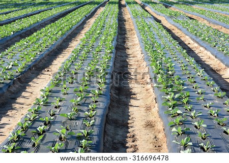 Freshly planted crops in furrows covered with plastic to save water and erosion.