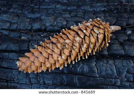 Sugar Pine Cone On Burned Log