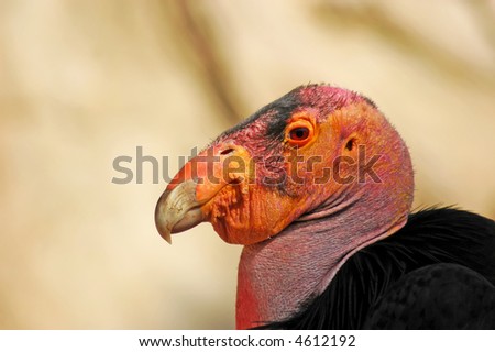 California+condor+endangered+species