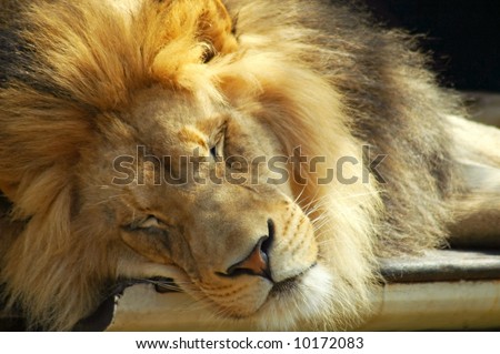 Close up of head of a Male Lion Sleeping
