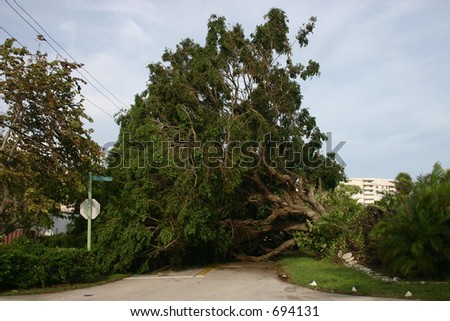 A Ficus tree knocked down by Hurricane Katrina in Fort Lauderdale, Florida