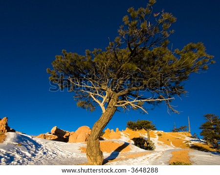 A tree at sunrise in winter. Bryce Canyon National Park, Utah, USA