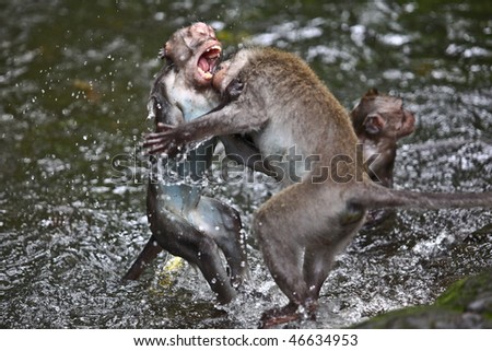 stock-photo-monkeys-fighting-in-the-water-46634953.jpg