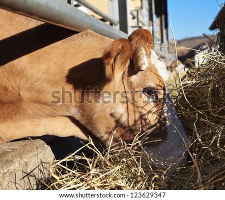 Cow in farm (Italy)