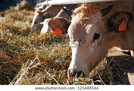 Cows in farm (Italy)