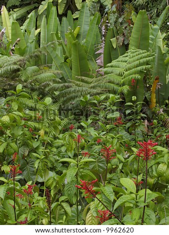 Banana and flowering Red Ginger plants, Maui, Hawaii, USA