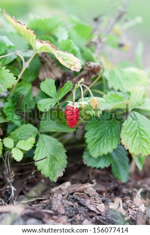Wild strawberry plant in the garden
