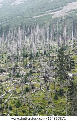 Forest with dead trees destroyed by pollution and acid rains.
