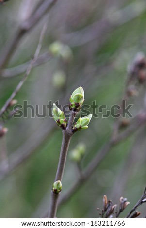 Spring twig of Lilac with young flower buds .
