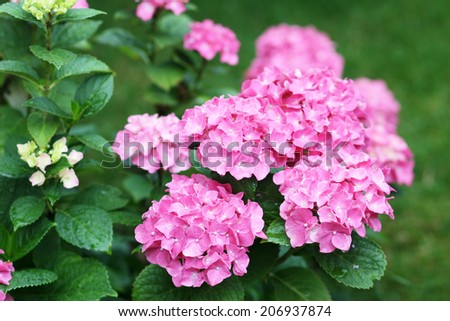 Pink flowers of Hydrangea macrophylla