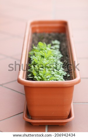 Home gardening - young rucola ( arugula ) in the flowerpot.