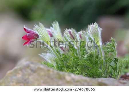 Spring violet / purple / red Pasque-flower close-up