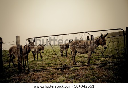 Donkeys in a camp trapped behind bobwier.