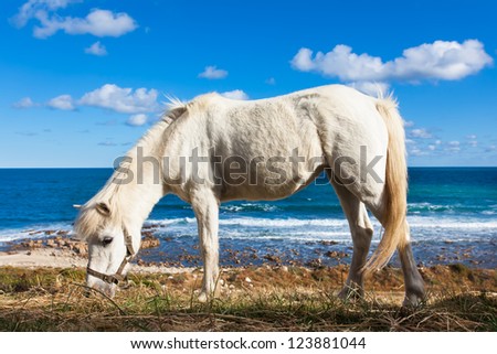 A wild white horse walking on the beach.