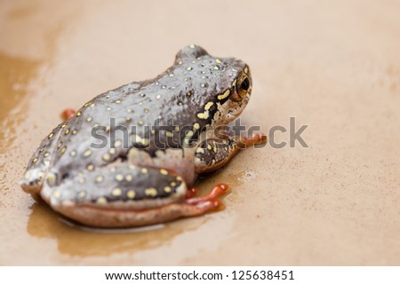 A small little frog with red/ orange feet, light brown body and yellow dots.