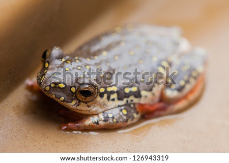 A small little frog with red and orange feet, light brown body and yellow dots.