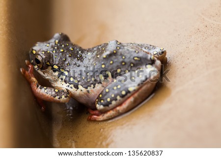 a close-up of a tiny grey frog with yellow flecks caught in a bucket trying to get out