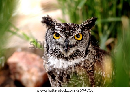 Yellow eyed owl staring right into the lens