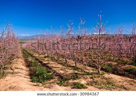Peach orchard full of pink blossoms.