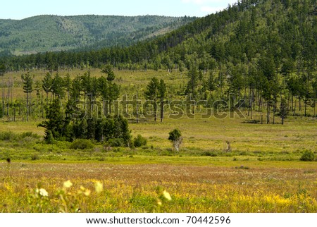 Forest Glade with flowers, pine forest