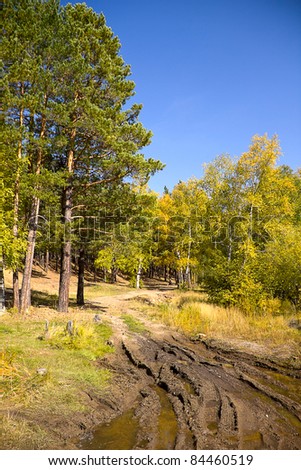 Autumn Landscape. Yellow autumn woods and dirt road with a puddle after the rain