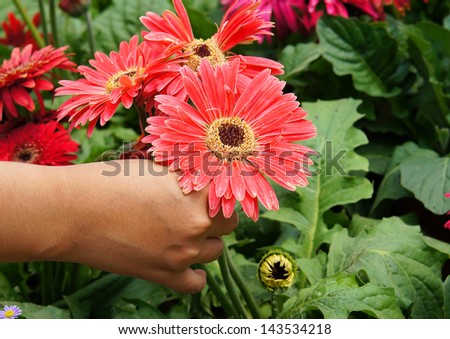 Close up of a girl\'s hand picking the flower