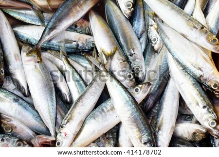 sardines fish background