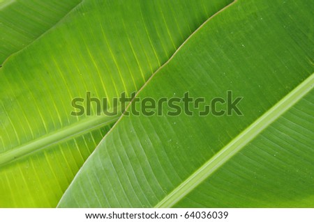 Banana Leaves Background