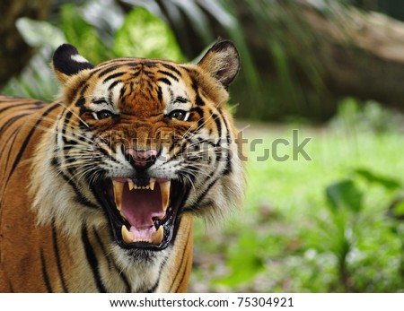 Bengal Tigers Teeth